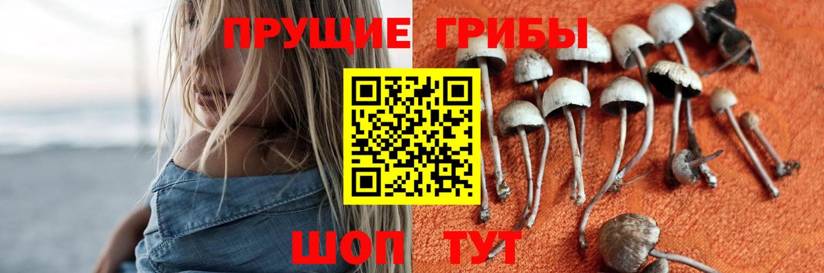 Коркино  Псилоцибиновые грибы Psilocybine cubensis  Вход с VPN 